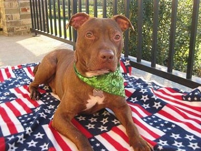 Питбуль Патрик pitbul-patrik-2.4