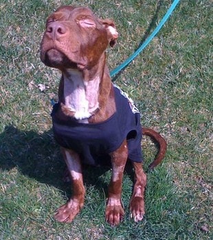 Питбуль Патрик pitbul-patrik-2.5
