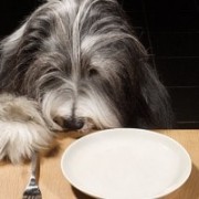 Питание собаки при заболевании поджелудочной железы