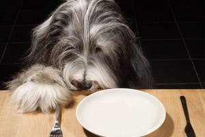 что можно есть собаке при панкреатите