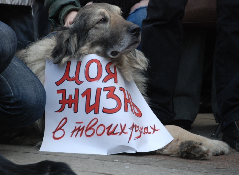 В Украине принят законопроект о защите домашних животных
